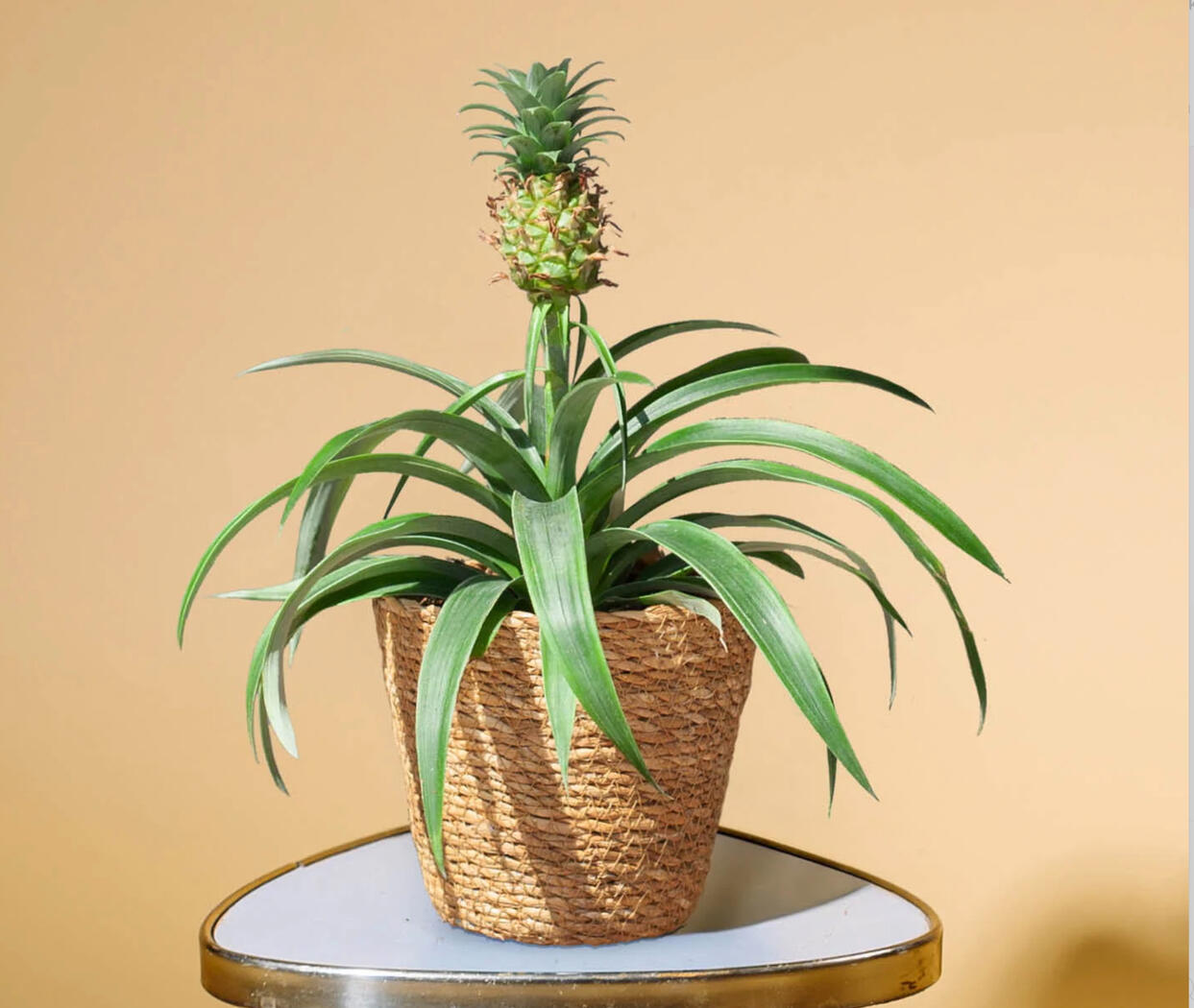 Buy beautiful Plants and Accessories